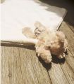Doudou Ours Câlin