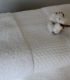 Ligne Basic Hôtel 100% coton 500g/m²